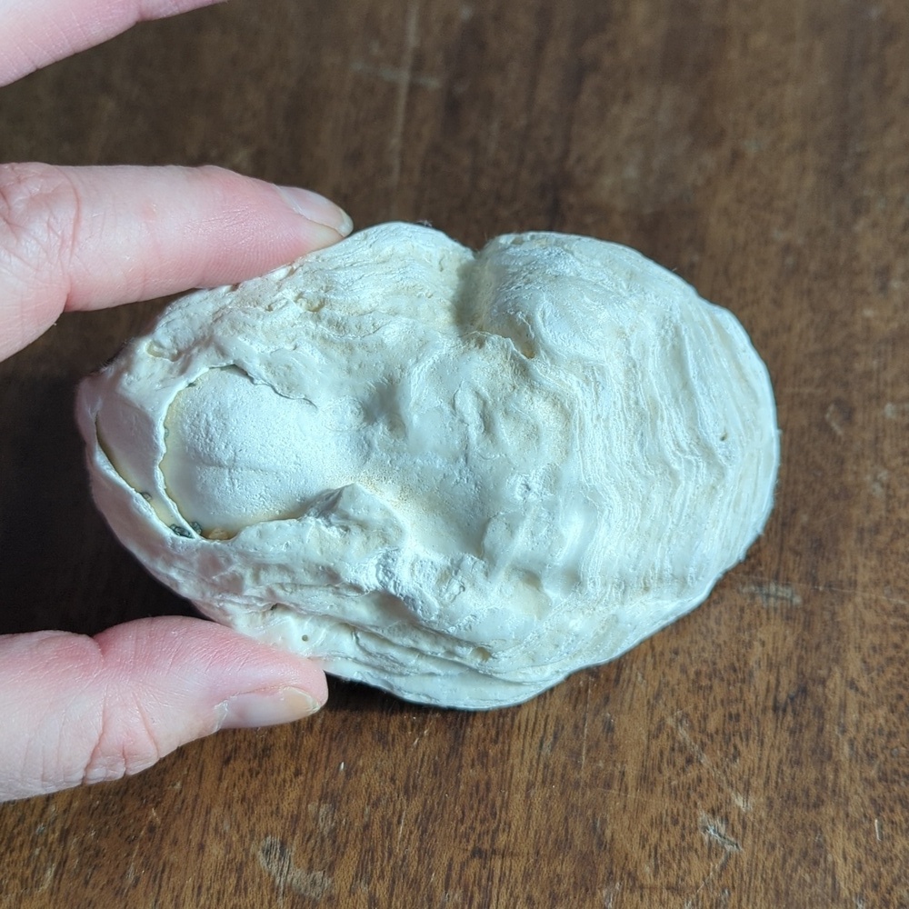 Decorative Shells - Picture 6 of 9